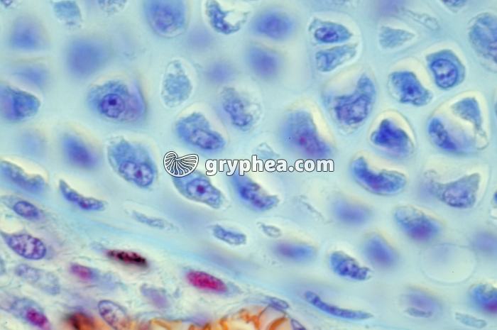 Ostéocytes embryon de Souris x400 - gryphea.com